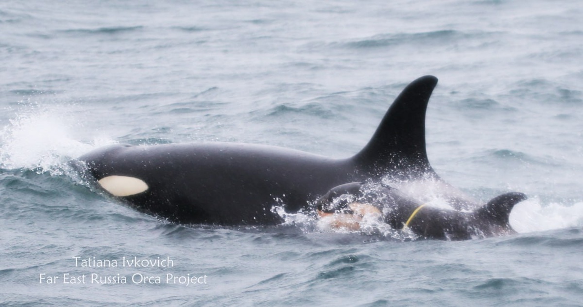 Фото: Косатка и её детёныш в пластиковой петле / Татьяна Ивкович / FEROP