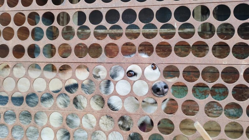     Животные приюта «Ласка». Хаски. Софья Батенина