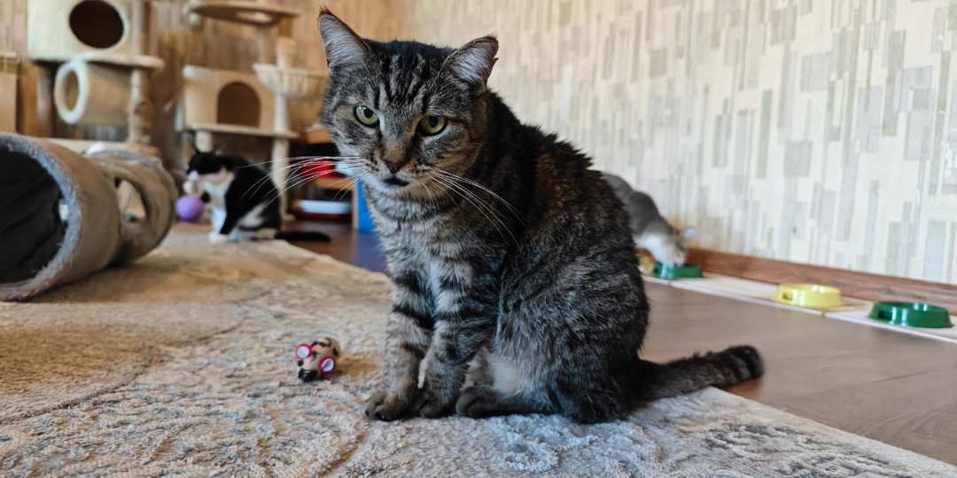 Смотрящий "кошачьего интерната" Русик