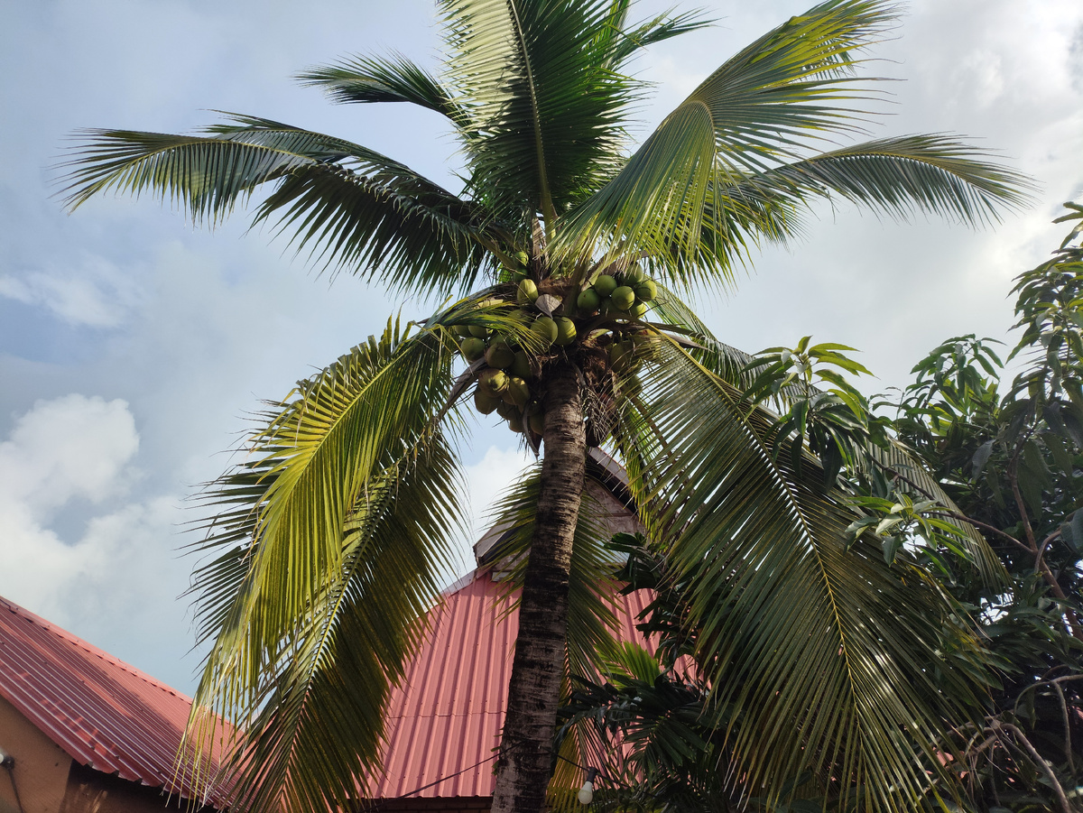 Вот тут история: купаясь в бассейне краем глаза увидел, как с этой пальмы на крышу дома спрыгнул варан. Ни когда бы не подумал, что они так умеют