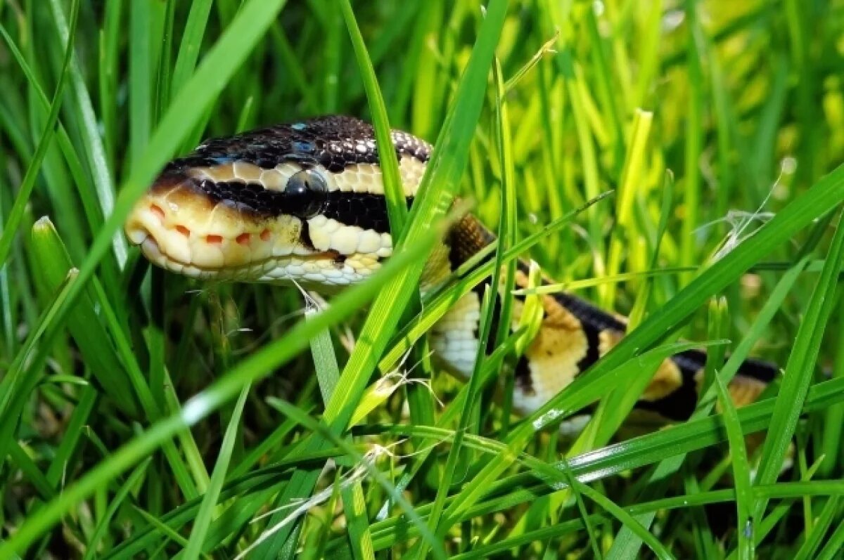    Двоих туристов на Столбах укусила змея