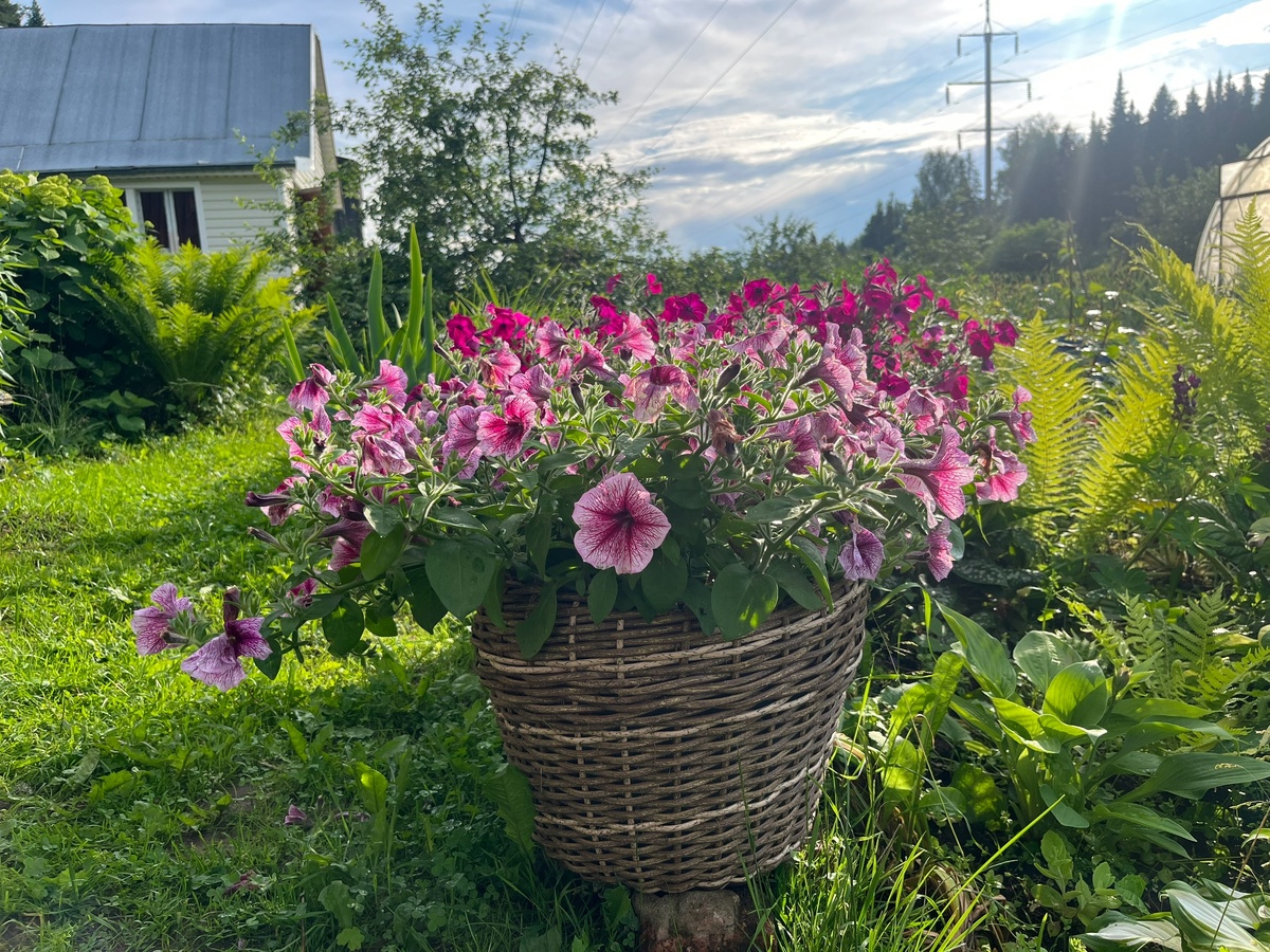    Заменила бархатцы более полезным цветком - это растение борется с вредителями, вирусами и болезнями в саду