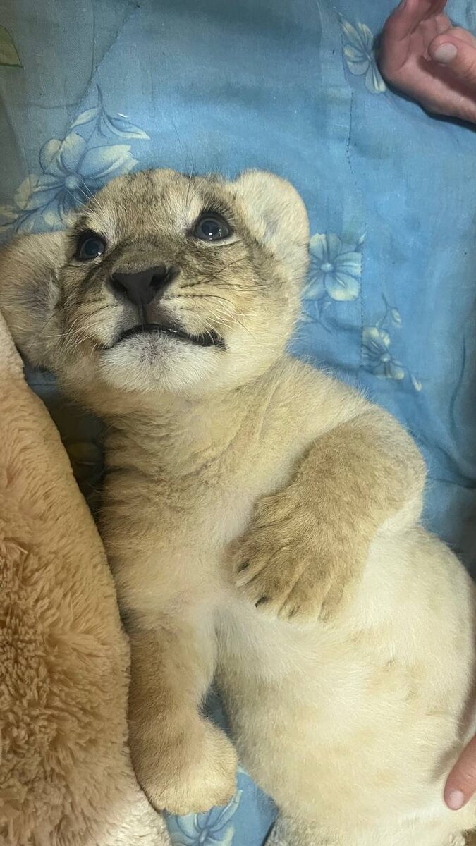 Алекс после бутылочки смеси и массажа