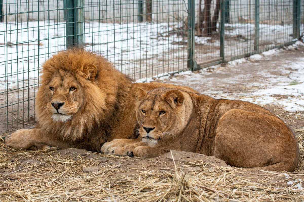 Алан и Нала