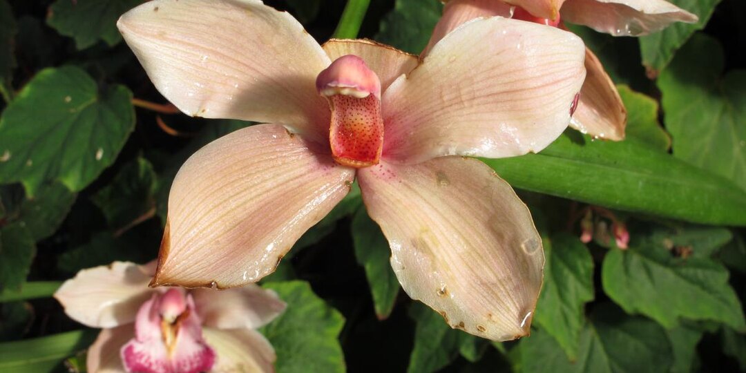 Домашний трюк для орхидей, чтобы росли как сорняки