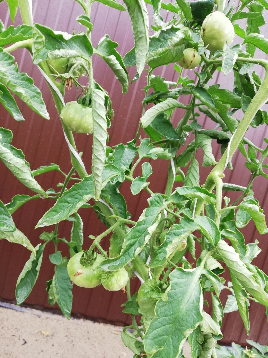 Marmande de Montpellier