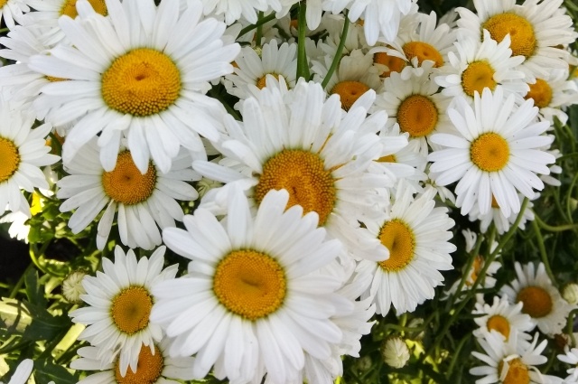    Символ Дня семьи, любви и верности - ромашки. Фото: АиФ/ Ольга Лобзина