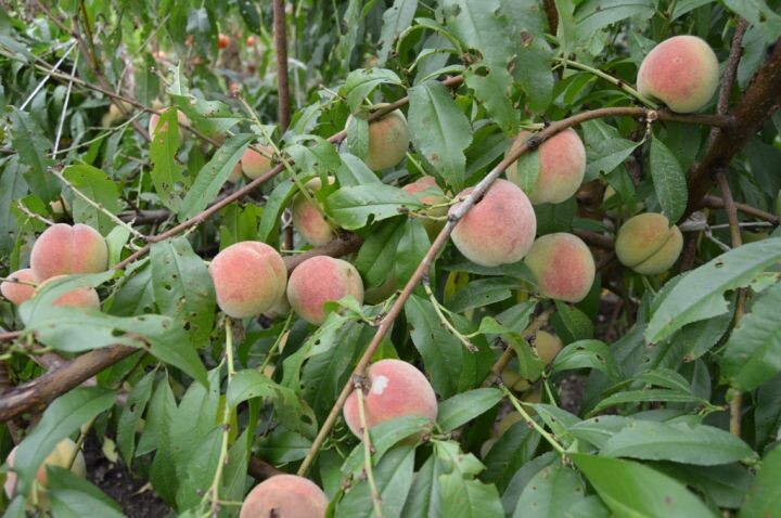    Фото:Светлана Калинина