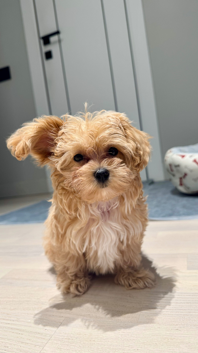 Вот таким домовёнком мы взяли нашего щенка домой)