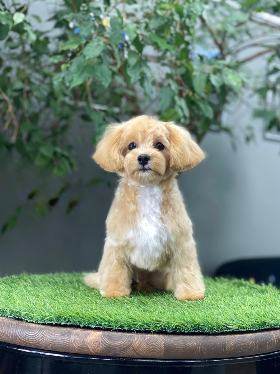 Первый груминг 🥰