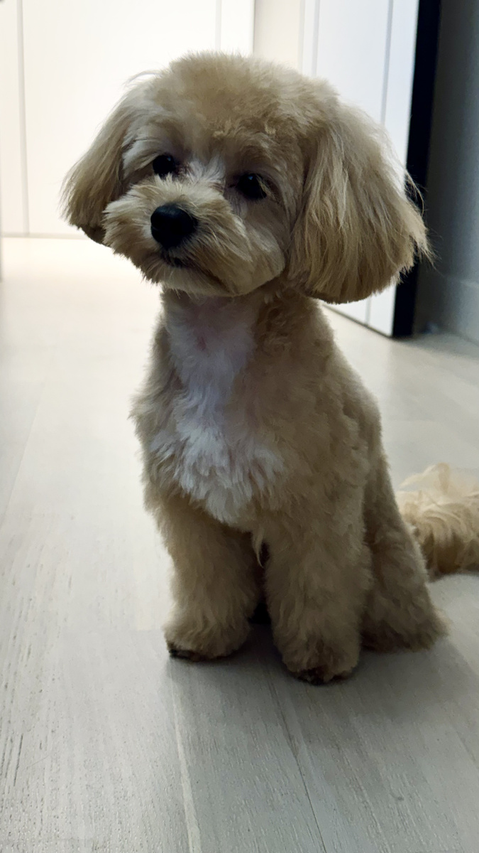 И вот такой красавчик стал в свои 8 месяцев)