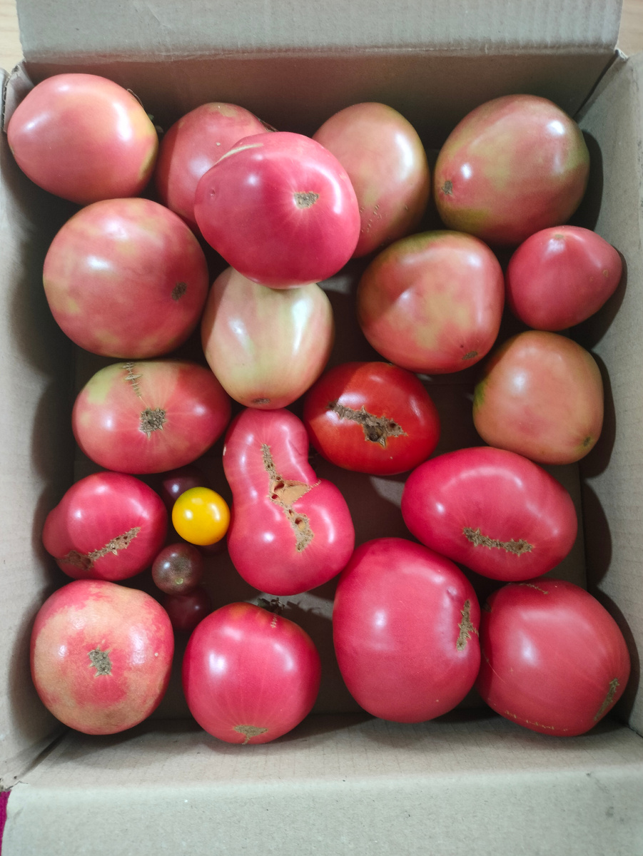 Фото автора. Собранные с теплицы помидоры