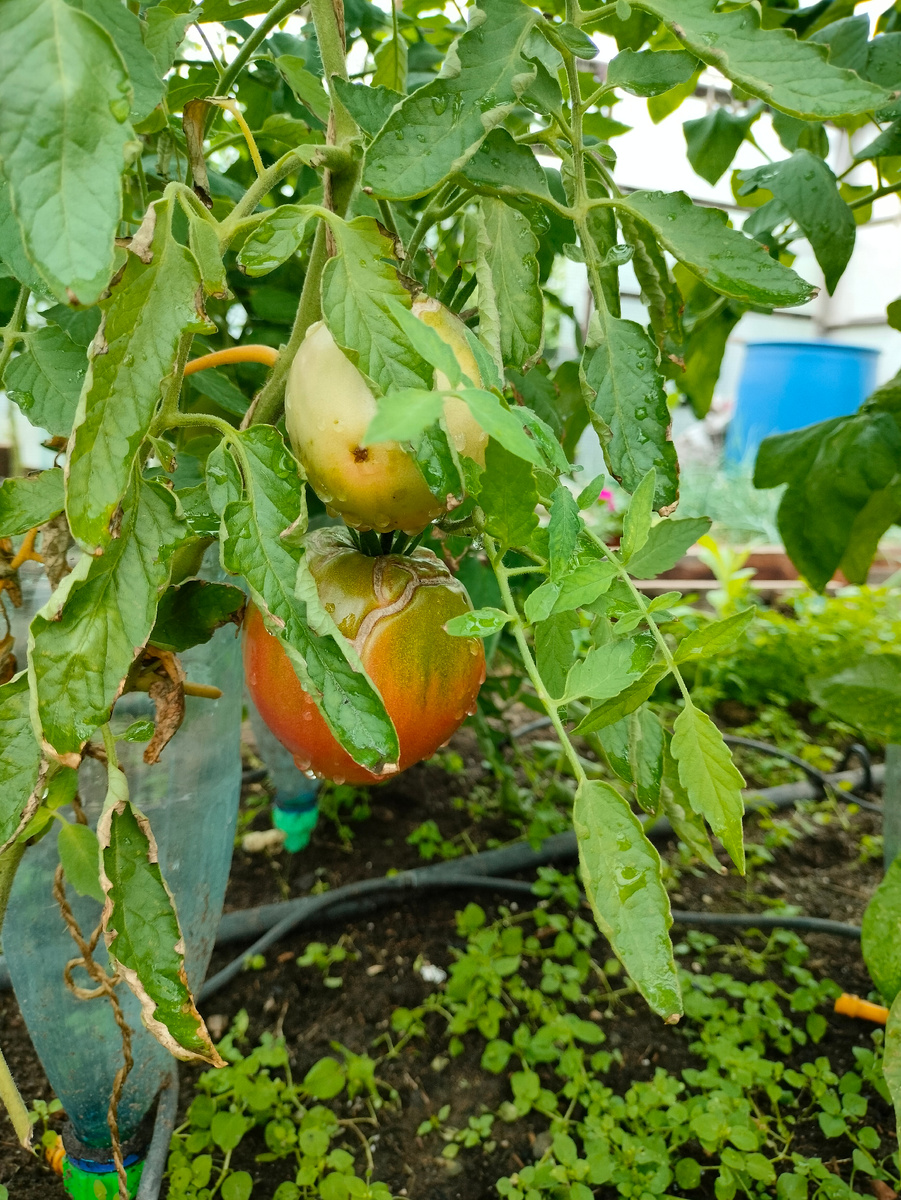 Фото автора. Уже сорваны. Ночью шёл дождь. И в теплице тоже. 