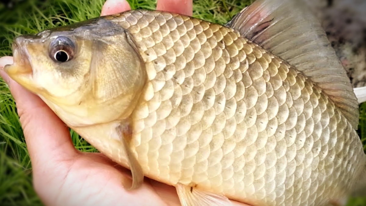 Дедовские методы ловли карася