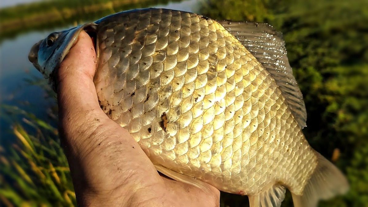 Дедовские методы ловли карася