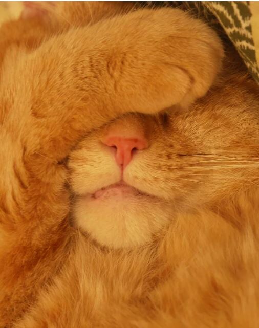 Как тяжко жить котам!