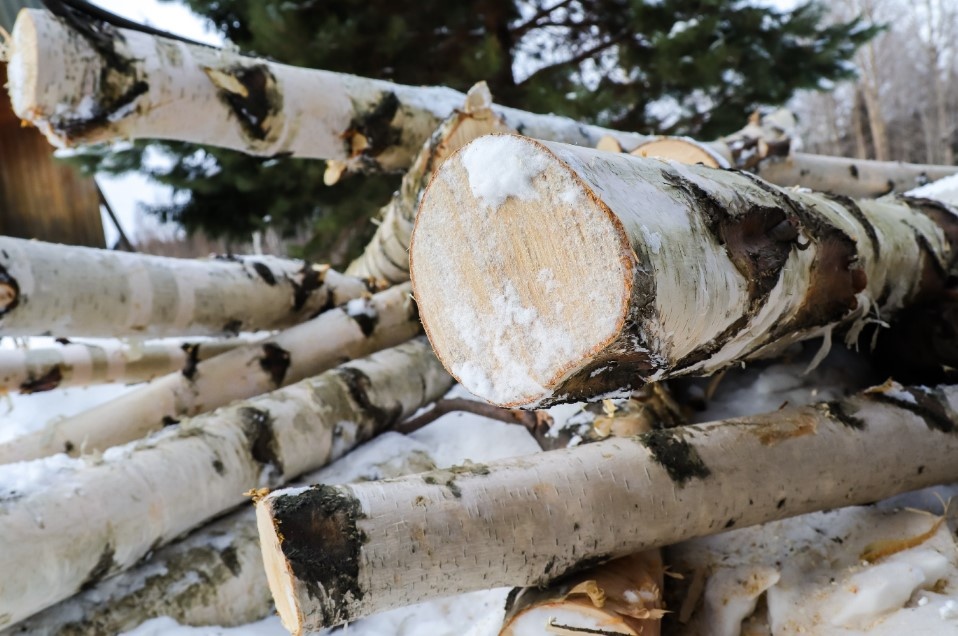    Фото: Elena Mayorova/Globallookpress