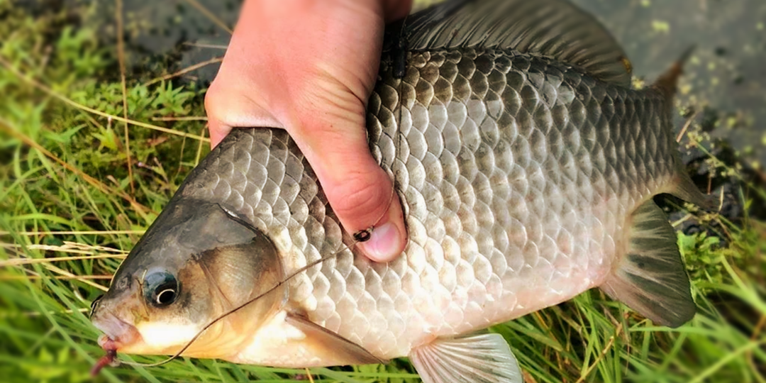 5 ошибок, которые губят клев карася в июле