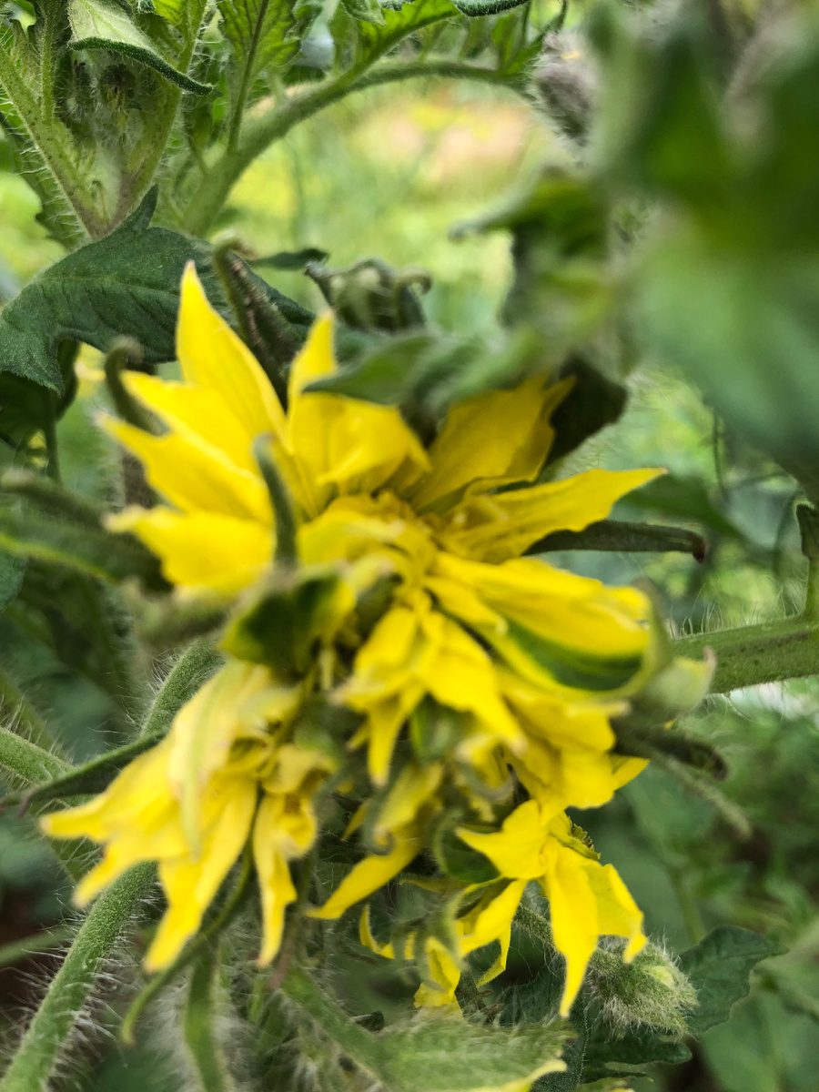 Цветки томата сросшиеся в один