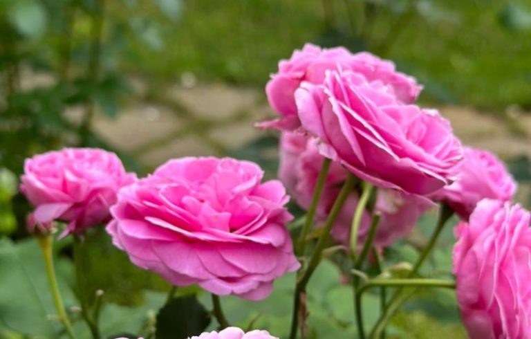    Фото: Инна Царёва Александр Ефремов