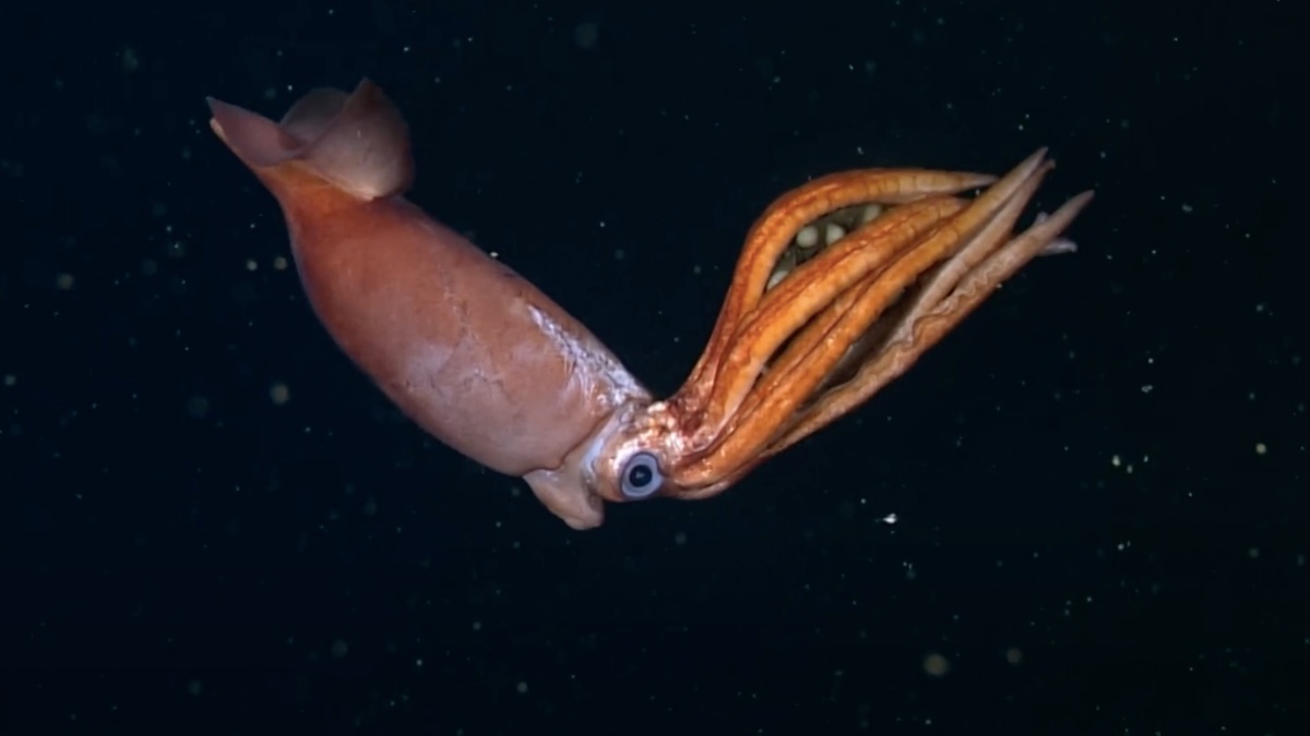 Фото с сайта: https://interestingengineering.com/photo-story/robot-mysterious-squid-huge-eggs