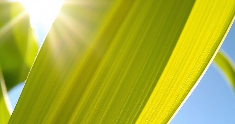    Фото: Медведева Анна, AgroXXI.ru