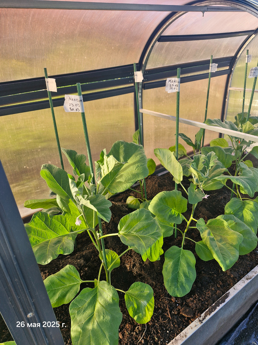 После высадки. Хорошо заправила грядку перегноем, в лунки сыпанула мясокостную муку