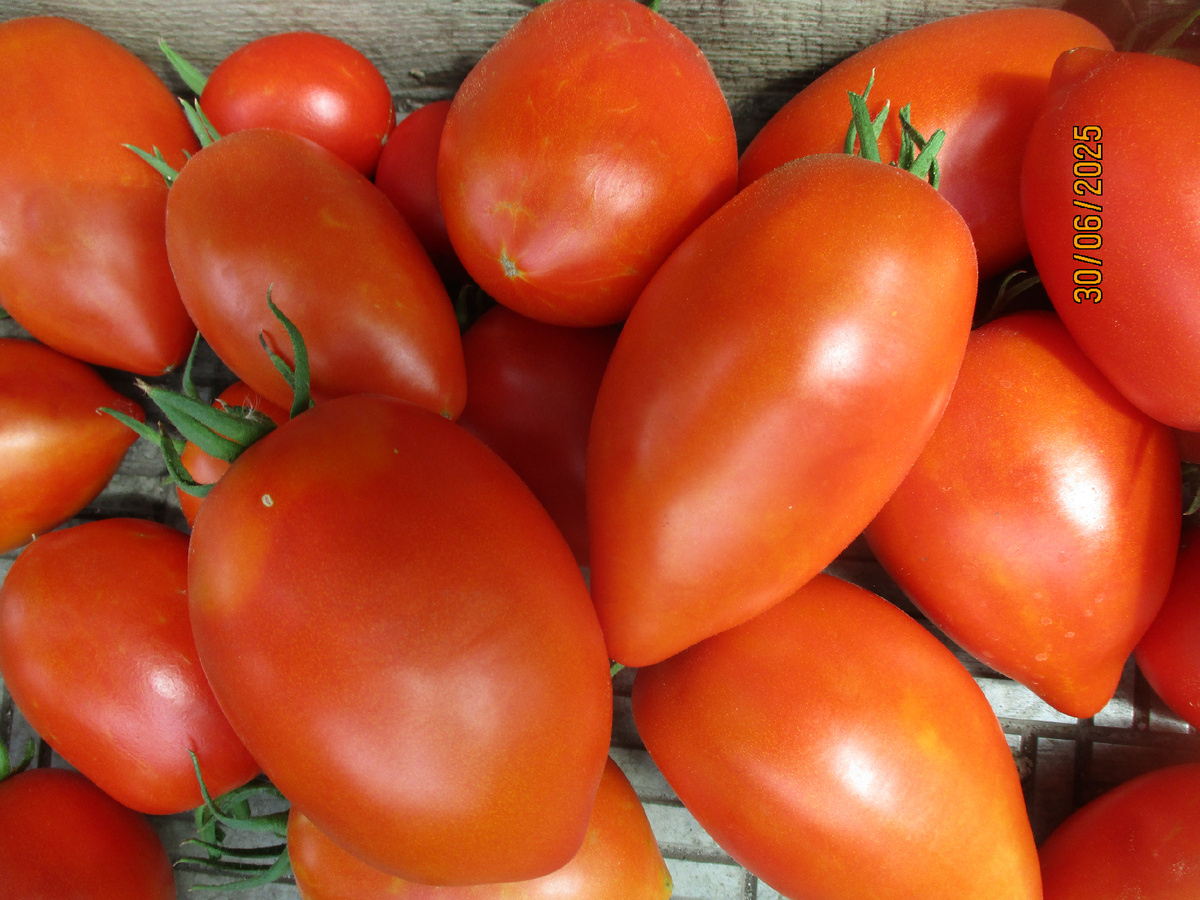 Томат Бычья сила. №1151 в моем каталоге.