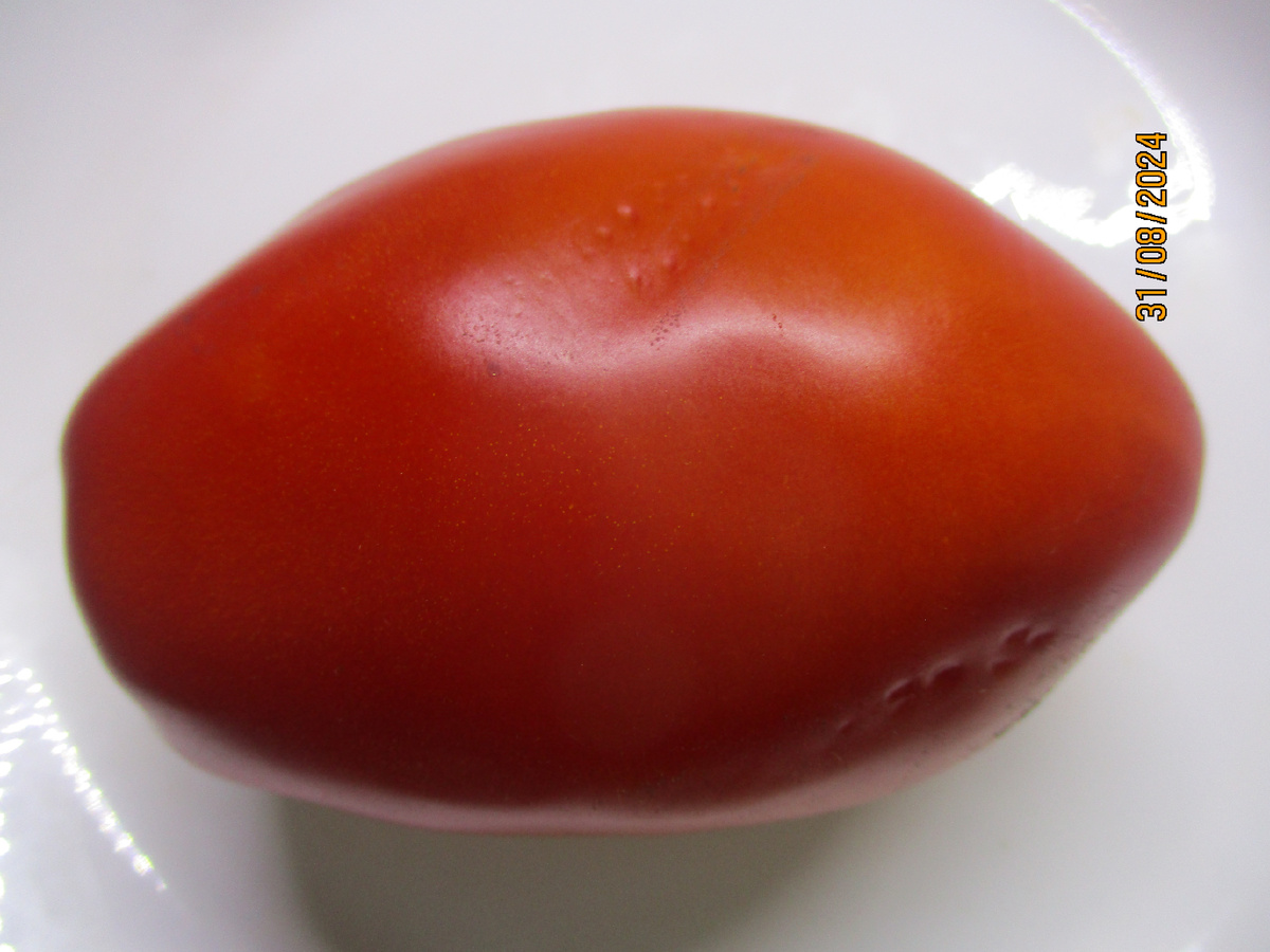 Томат Бычья сила. №1151 в моем каталоге.