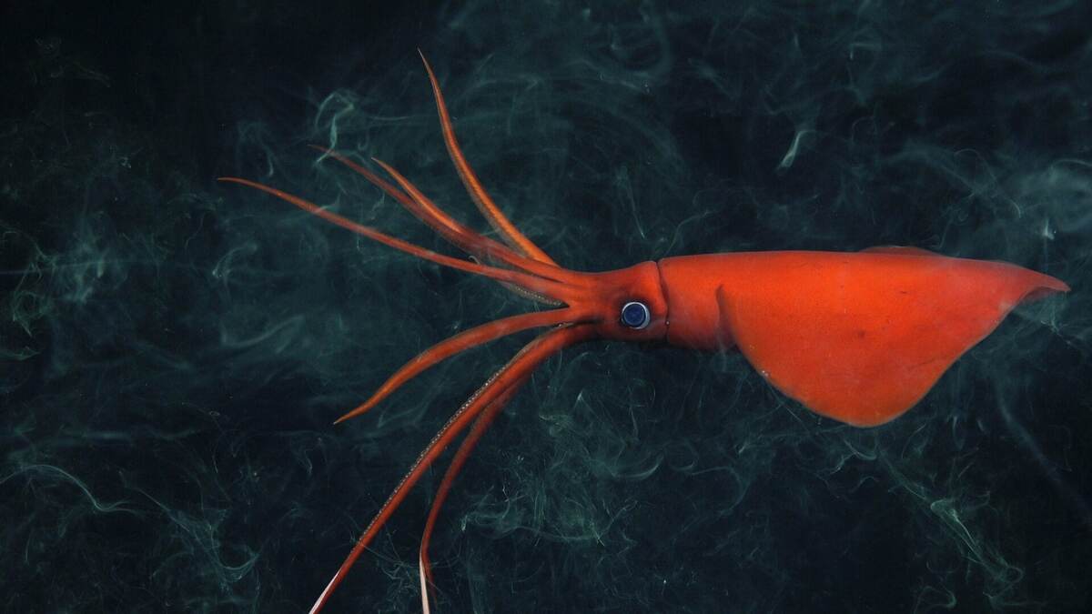 Фото с сайта: https://www.thisiscolossal.com/2024/04/schmidt-ocean-institute/