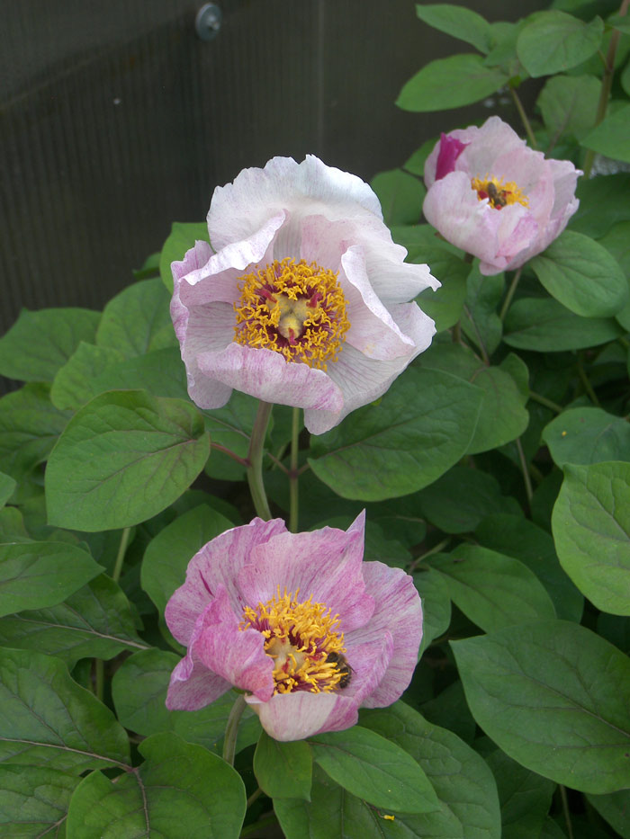 Пион кавказский "Пестрый" в моем саду.