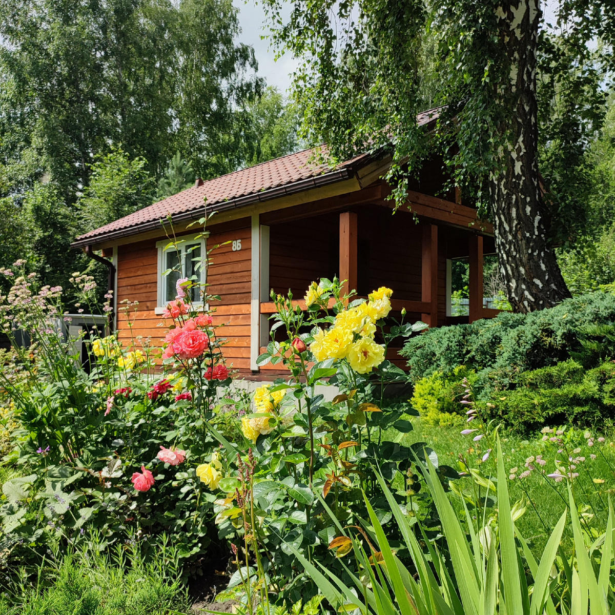  Розы, в основном, на верхнем, солнечном участке растут. И чтобы с веранды их видно было