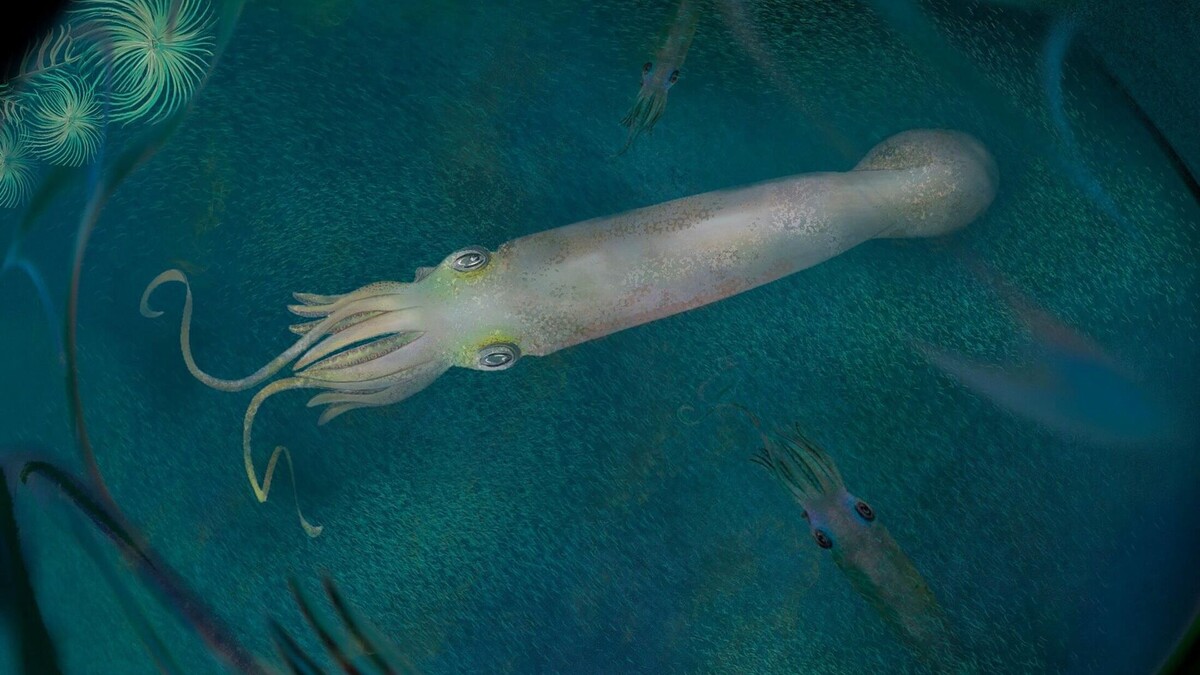 Фото с сайта: https://sputnikglobe.com/20220309/fossil-of-prehistoric-vampire-squid-named-after-us-president-biden-1093711729.html