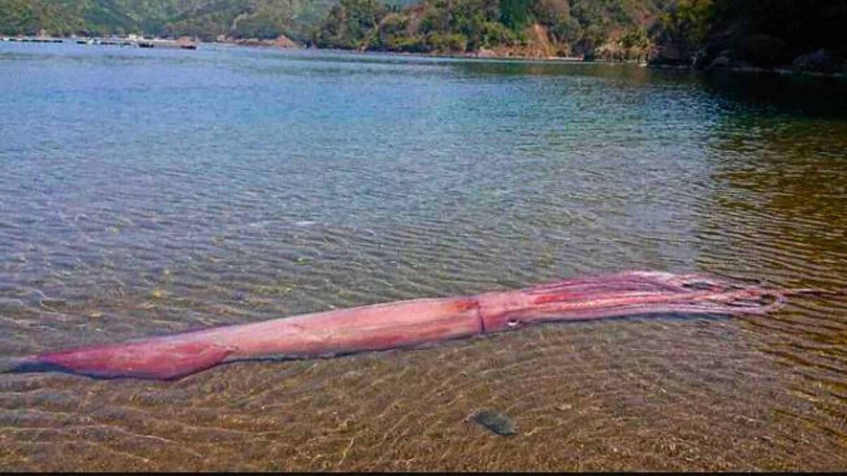 Фото с сайта: https://www.animalsaroundtheglobe.com/it/extremely-rare-10-foot-squid-washed-ashore-alive-in-japan-4-221763/