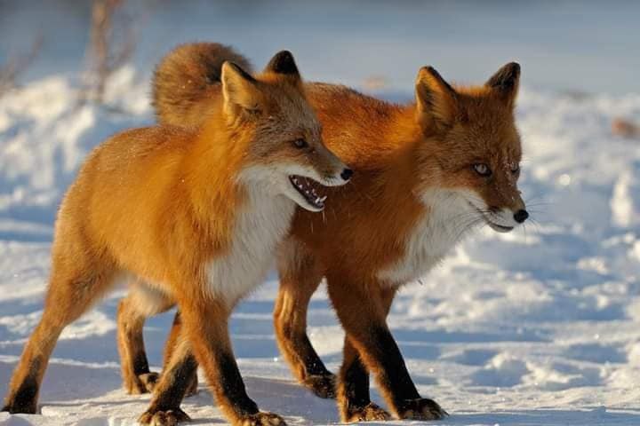 Фото: Лисья пара на Камчатке / Игорь Шпиленок / Кроноцкий заповедник