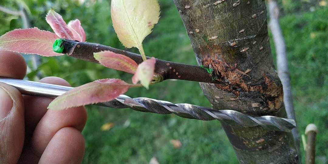 Как делать прививку на деревья летом: пошаговое руководство