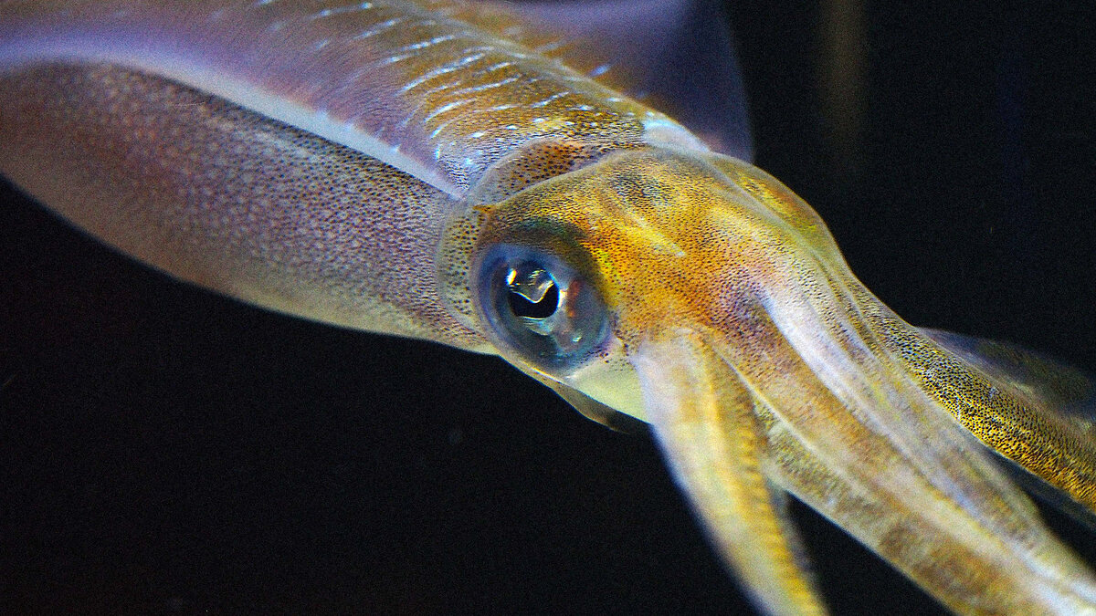 Фото с сайта: https://www.fastcompany.com/3062798/self-healing-clothing-made-from-squid-teeth-can-repair-itself?partner=rss