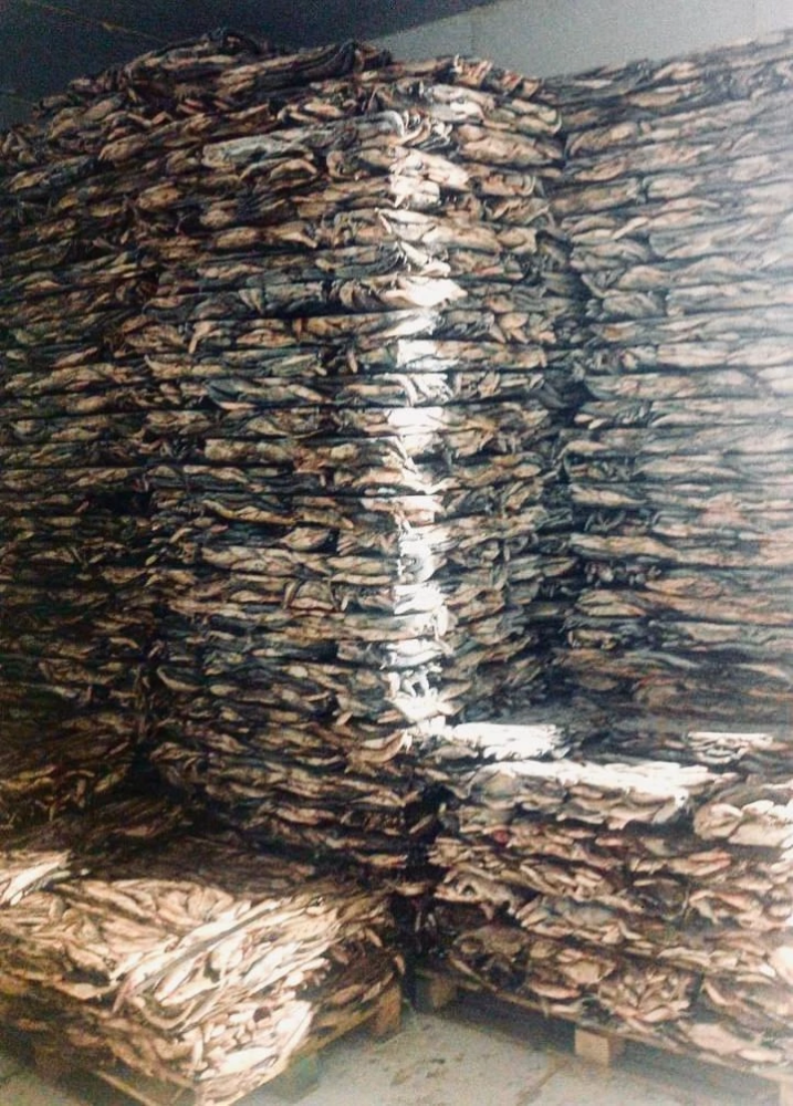    В Югре обнаружили склад с браконьерски добытой рыбой на 9 миллионов рублей