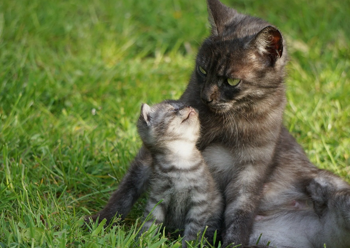 Мама кошка и котенок