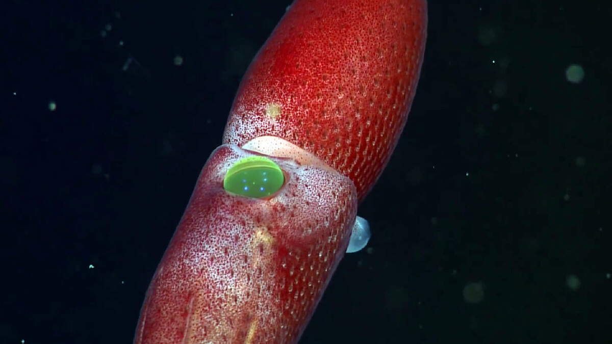 Фото с сайта: https://www.wired.com/video/watch/absurd-creatures-the-strawberry-squid-is-bonkers