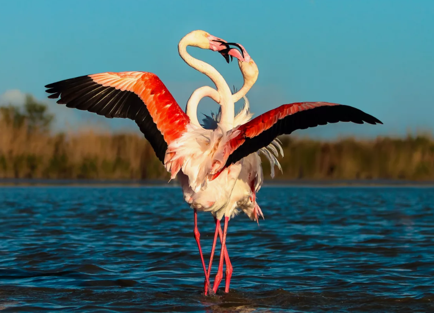 Танец Фламинго