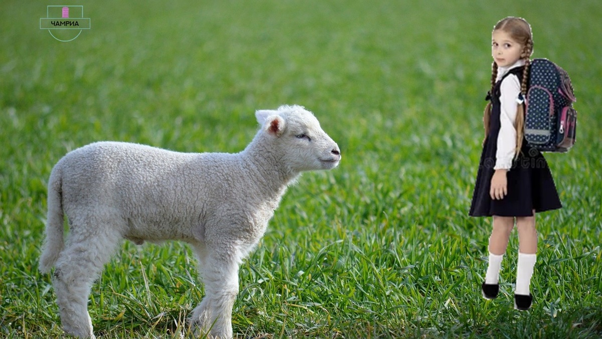 #Enlish_kids_poems #Английские_детские_стихи #Mery_had_a_little_lamb #У_Мери_был_маленький_ягнёнок