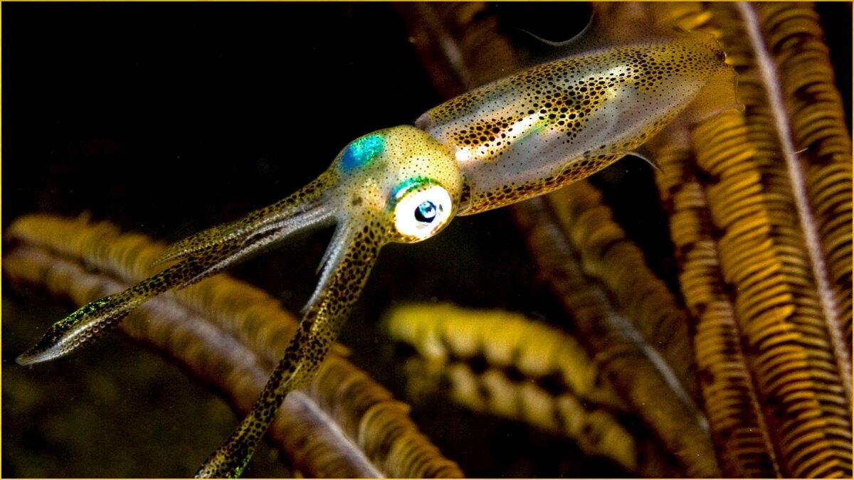 Фото с сайта: https://m.apkpure.com/fr/amazing-sea-life-wallpapers/com.waqarali.amazingwallpaperssealife