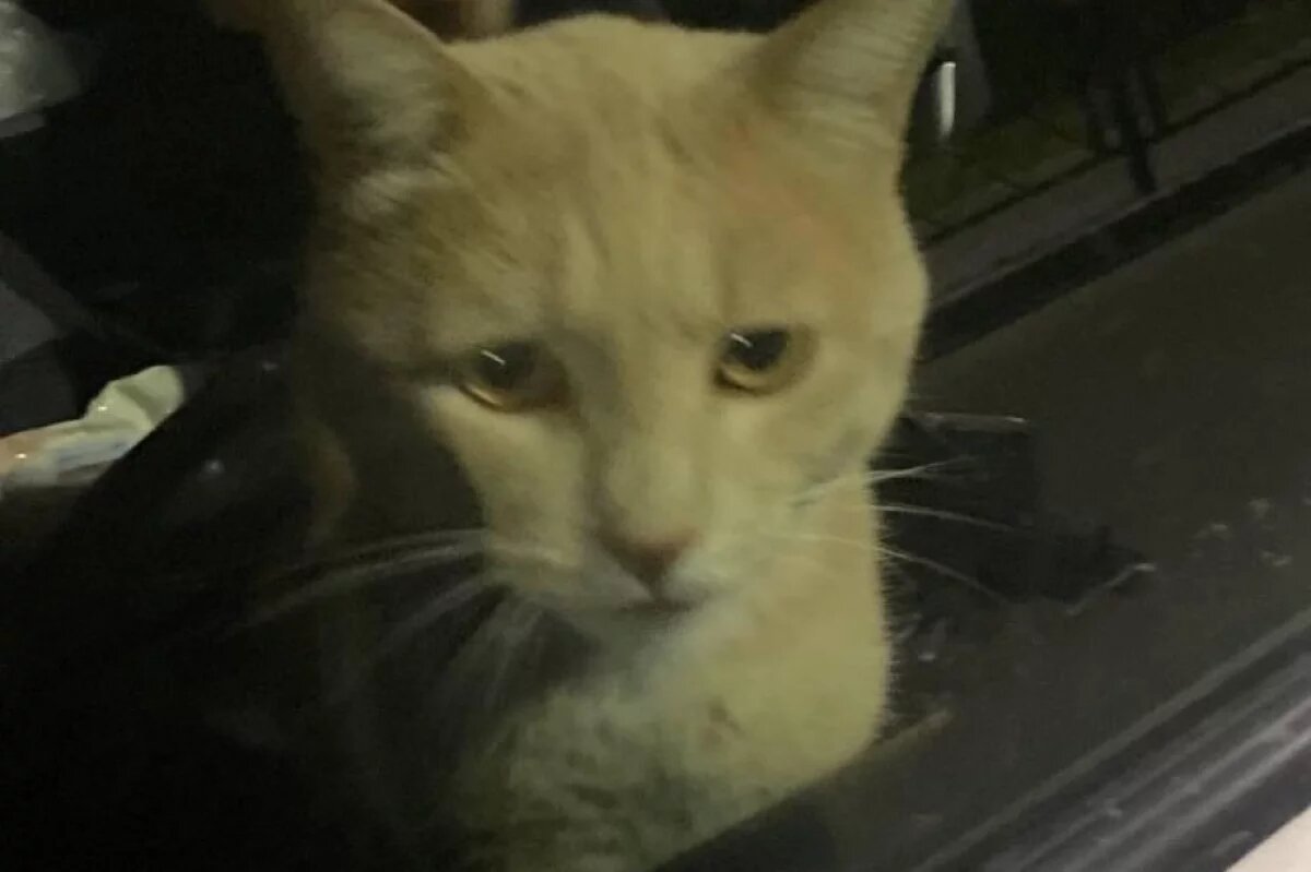    Соцсети: житель Хабаровска запер кота в припаркованом авто и не отпускал