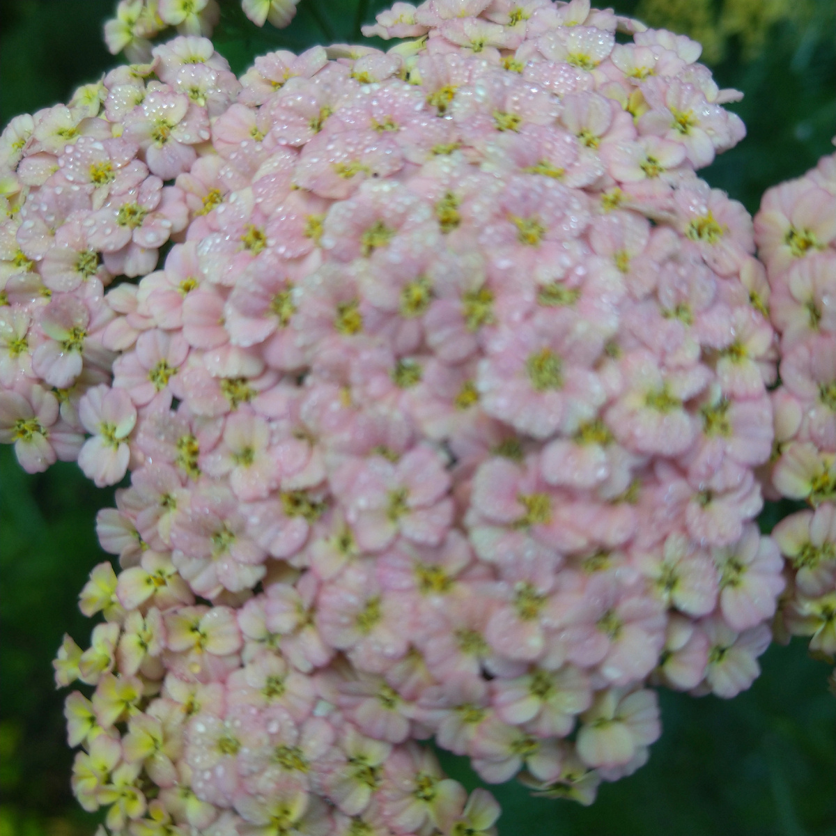 Нежно-розовый с зеленоватым оттенком