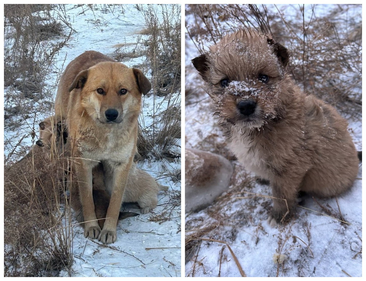  Фото: фонд «Собака Счастья»