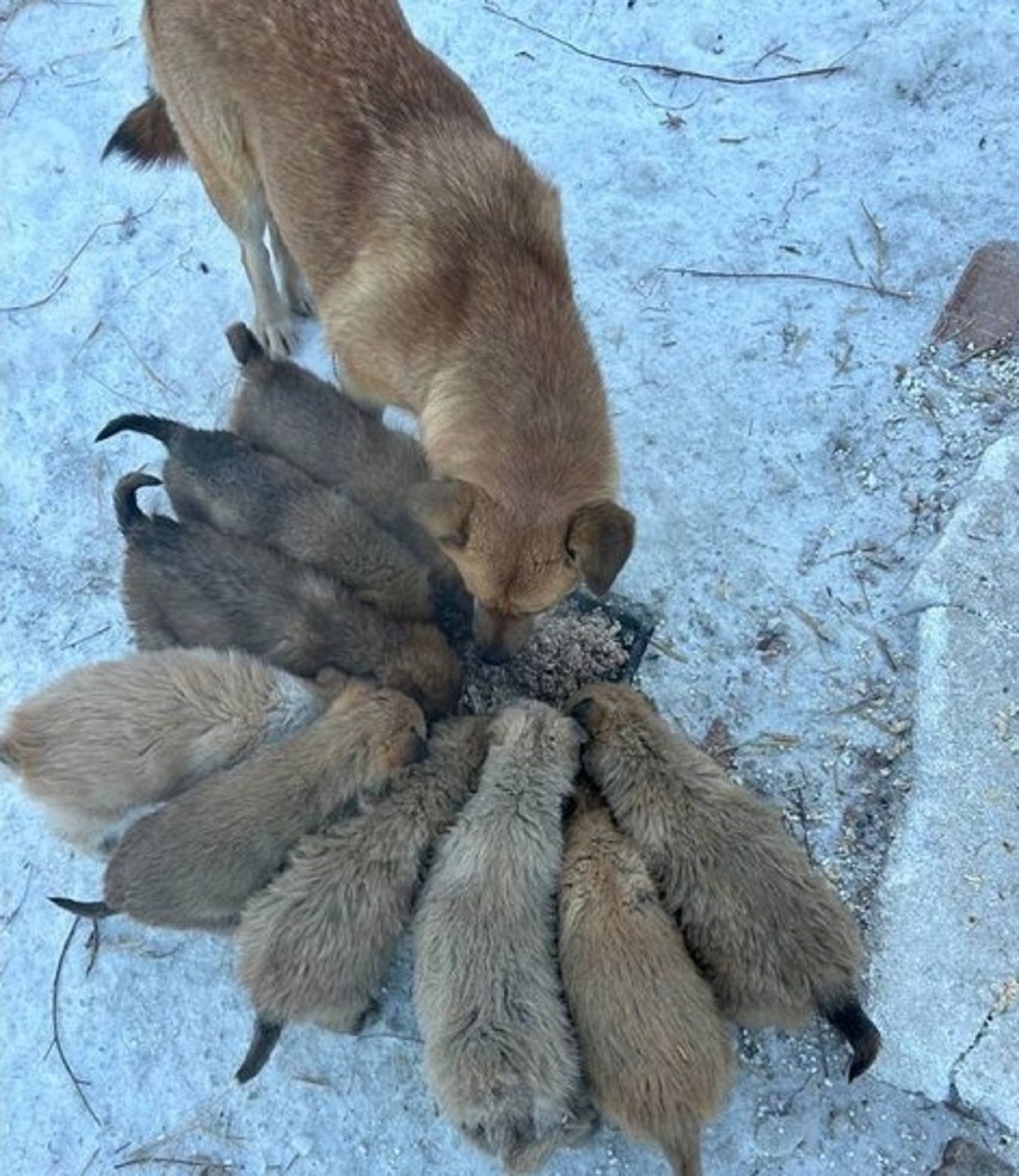  Фото: фонд «Собака Счастья»