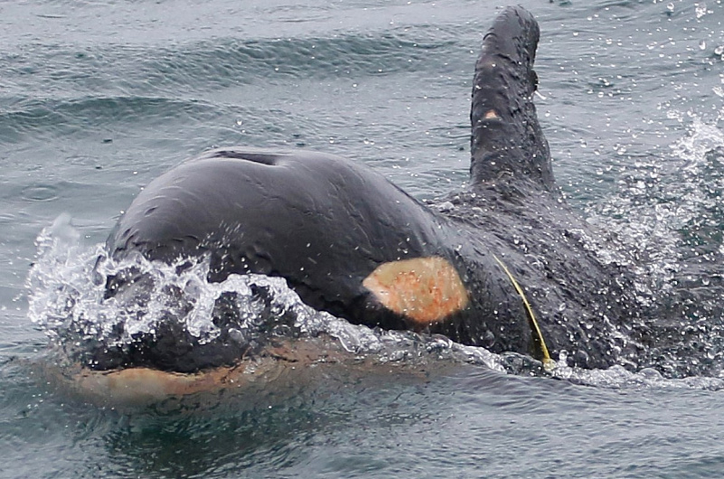 Татьяна Ивкович