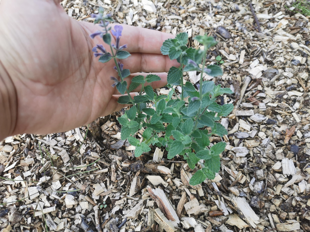 Котовник фассена Six Hills Giant