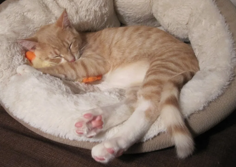 Спящий кот